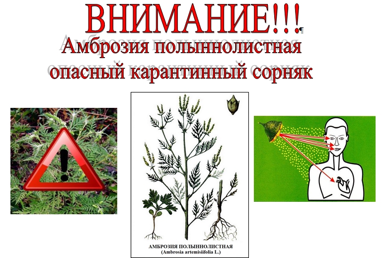 Амброзия полыннолистная